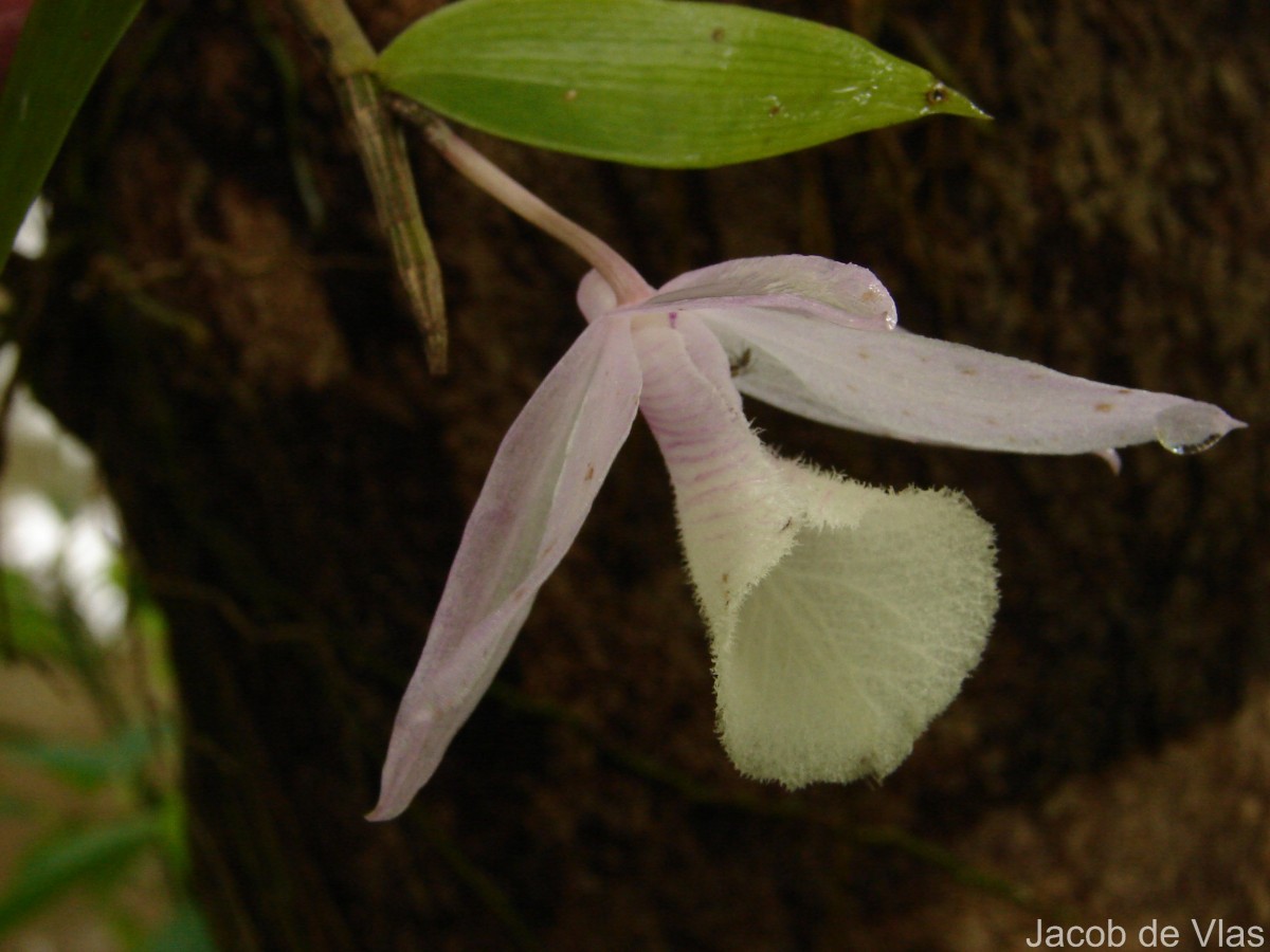 Dendrobium anosmum Lindl.